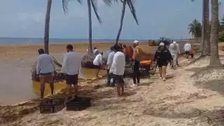 Cientos de toneladas de sargazo recalan en playas con certificación Blue Flag en Cancún