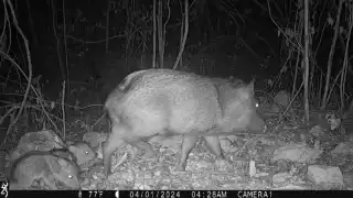 Un ejemplar de murciélago vampiro sigue a una familia de pecaríes para alimentarse