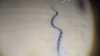 Boa de casi dos metros se desplazaba entre las inundaciones en Conkal: VIDEO