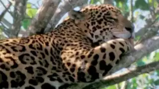 Un jaguar, especie catalogada en peligro de extinción, murió la madrugada del pasado martes 16 de diciembre tras ser atropellado en el periférico Pablo García y Montilla, a la altura de la comunidad de Kila, Lerma, en el municipio de Campeche.

El caso ha generado preocupación y reaviva el llamado a reforzar medidas de protección en carreteras cercanas a zonas naturales.