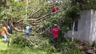 Protección Civil exhorta a prevenir riesgos por árboles tras caída en Santa Isabel