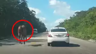 Caballo corre sobre la carretera Tizimín-Sucilá