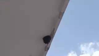 Las autoridades recomiendan reportar enjambres al 911 y mantener medidas preventivas.