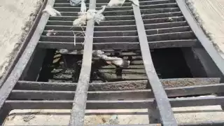 Vecinos exigen medidas preventivas por rejilla peligrosa en calles de Champotón