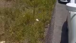 Van turistica se sale de la carretera