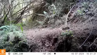 Especie de conejo que se consideraba extinta desde hace 120 años reaparece en México