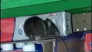 No sería la primera vez que se reporta la presencia de fauna nociva