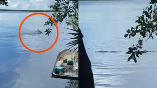 ¡Impactante! Hombre sufre ataque de cocodrilo mientras buceaba en la Laguna Nichuté de Cancún