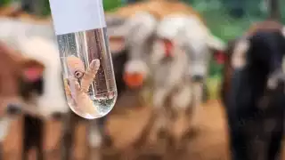 Incrementa en Campeche a 620 la cifra de contagios por gusano barrenador en animales