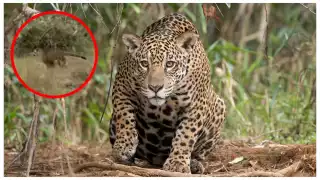 Avistan a jaguar en un rancho de Panabá, Yucatán