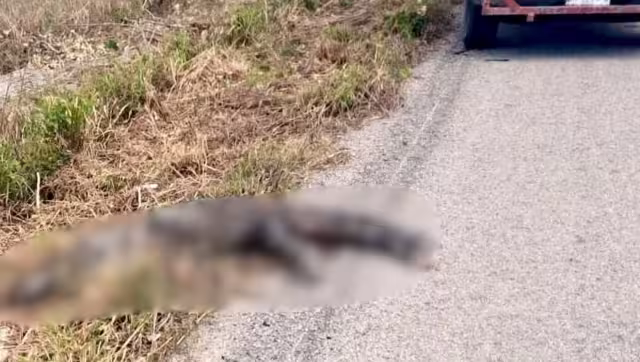 Encuentran cocodrilo muerto cerca de humedal en Campeche; autoridades no tenían reporte
