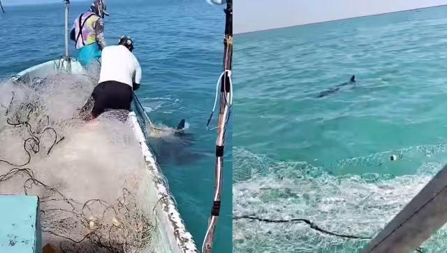 Preocupación en Sabancuy por tiburón visto cerca de la playa