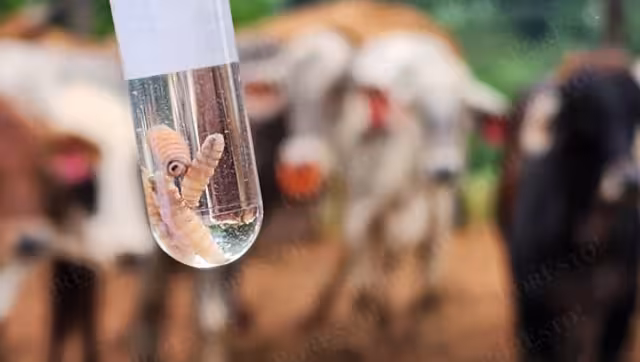 Autoridades llaman a extremar precauciones ante plaga ganadera en Campeche