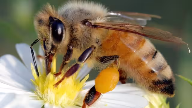 La abeja melipona, sagrada para los mayas, está en peligro por la deforestación y el cambio climático.