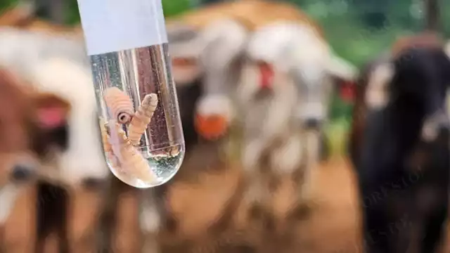 Autoridades llaman a extremar precauciones ante plaga ganadera en Campeche