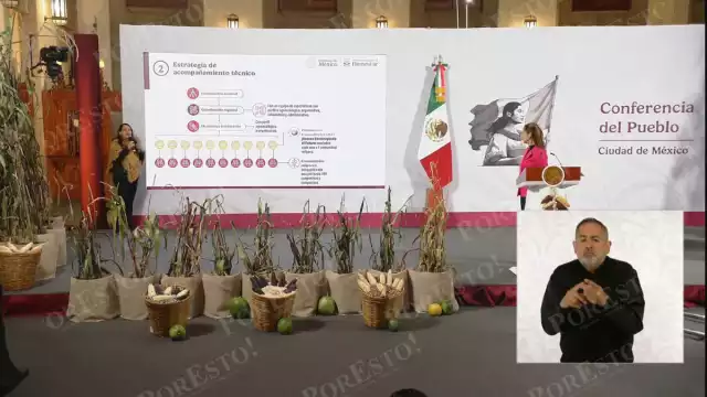 Campeche sembrará 87 mil toneladas de maíz nativo en 2026