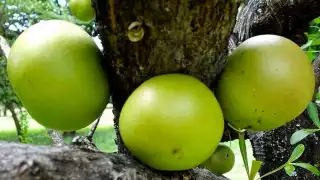 Las jícaras son producto del árbol de la especie Crescentia como medicina natural y para fabricar recipientes