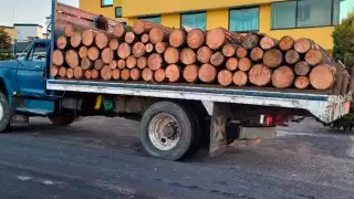 Se sabe que la venta del granadillo y ciricote se venden en el mercado negro hasta en 60 mil pesos