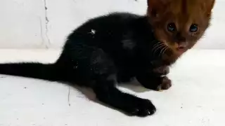 Autoridades de Campeche rescatan a una cría de jaguarundí; animal en peligro de extinción