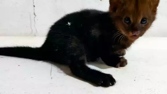 El jaguarundí, Herpailurus yagouaroundi, fue trasladado a una Unidad de Manejo para la Conservación de la Vida Silvestre