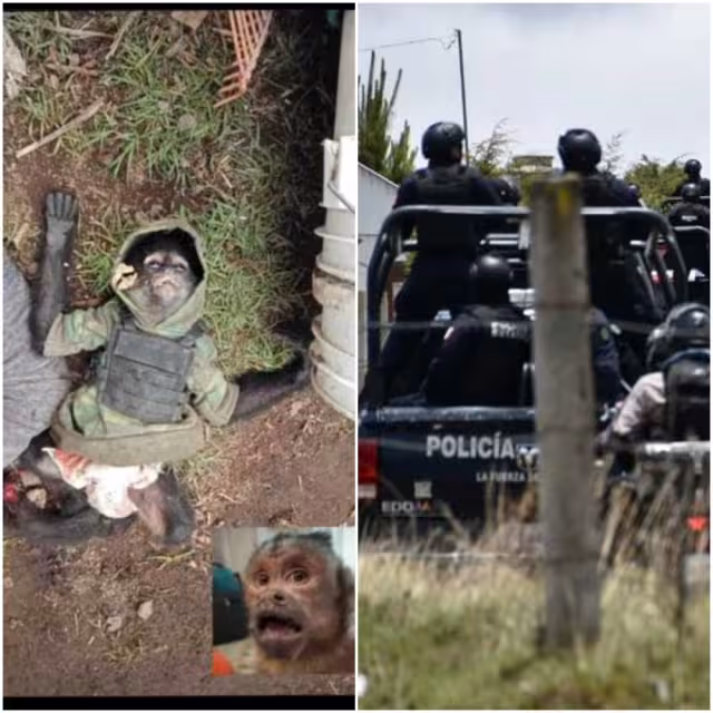 En el enfrentamiento entre un grupo del crimen organizado y elementos de la Guardia Nacional, una de las personas que murió llevaba consigo un mono araña.