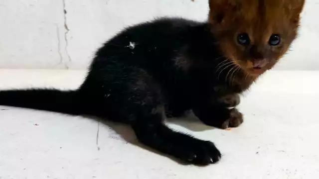 El jaguarundí, Herpailurus yagouaroundi, fue trasladado a una Unidad de Manejo para la Conservación de la Vida Silvestre