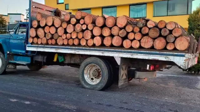 Se sabe que la venta del granadillo y ciricote se venden en el mercado negro hasta en 60 mil pesos