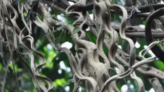 Planta de la familia de las Compuestas, con tallos de 15 a 20 m de longitud, sarmentosos y volubles