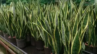 La planta puede generar raíces; no debe regarse todos los días para evitar aflojar la tierra de la maceta