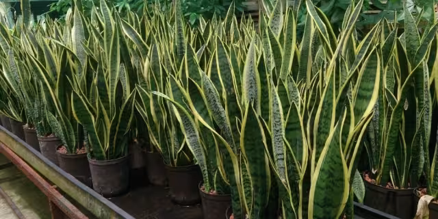 La planta puede generar raíces; no debe regarse todos los días para evitar aflojar la tierra de la maceta