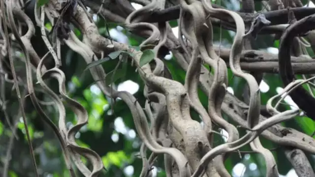 Planta de la familia de las Compuestas, con tallos de 15 a 20 m de longitud, sarmentosos y volubles