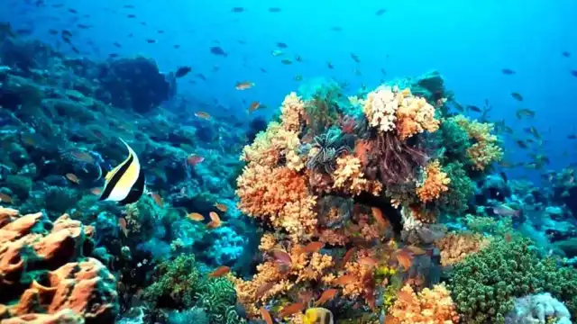 El Sistema Arrecifal Alacranes está a 140 kilómetros del Municipio de Progreso, Yucatán.