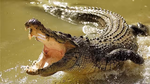El hombre intentaba recoger huevos de una hembra