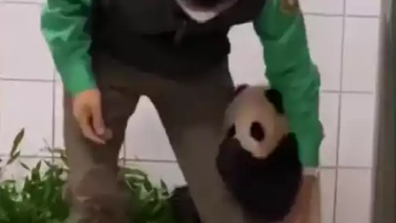 Fu Bao apenas tiene 6 meses de edad Fu Bao apenas tiene 6 meses de edad