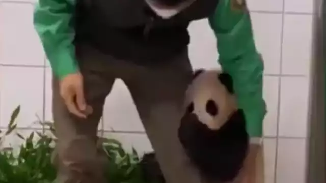 Fu Bao apenas tiene 6 meses de edad