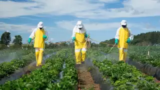 En la Península de Yucatán, es el Estado de Campeche el que encabeza la cifra de zonas contaminadas por plaguicidas