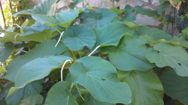 Son varias las plantas utilizadas en la herbolaria que se han integrado a las recetas de cocina en la Península de Yucatán