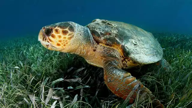 Cada 23 de mayo se celebra el Día Mundial de la Tortuga