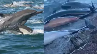 Fueron habitantes de La Paz, en Baja California Sur los que subieron a redes sociales los videos de los delfines muertos