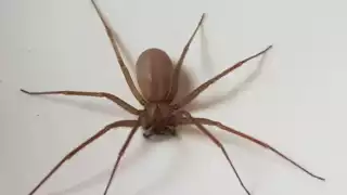 Tras la mordedura de una araña violinista, ésta resulta imperceptible durante las primeras cuatro horas posteriores a ella