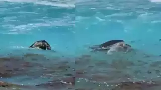 Las tortugas marinas fueron grabadas este lunes por la tarde; Cancún es uno de los destinos que tiene presencia de nidos