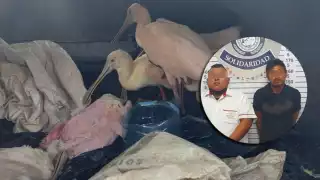 Algunas de las aves silvestres capturadas por los detenidos en Playa del Carmen que viajaban en un taxi, ya habían muerto
