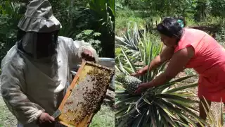 Quintana Roo carece de registro de exportación de miel, así como los cultivos no cuentan con vías de comercialización