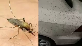 La plaga de mosco bobo llegó a Chetumal desde Marzo