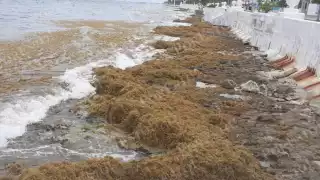 Cozumel es uno de los municipios de Quintana Roo con más afectaciones por el recale de sargazo, ya 10 playas de la isla registran mayor arribo