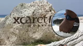 Xcaret ha afectado al medio ambiente en Quintana Roo, pero la Semarnat le asignó dinero para proyectos de conservación de tortugas marinas y otras especies de flora y fauna en el Estado