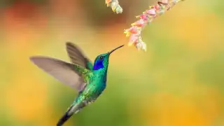 Los colibríes no pueden guardarse en jaulas, fueron creados por los dioses para volar libremente