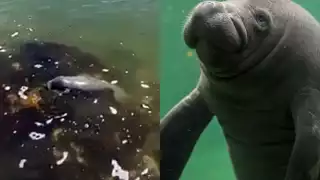 El pequeño manatí fue captado en un video mientras nadaba en la Bahía de Chetumal