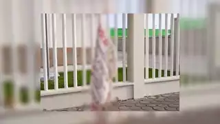 Policías acudieron a retirar el mensaje con amenazas que apareció sobre la avenida Puerto Juárez en Cancún este 11 de mayo