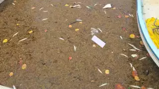 Los náuticos fotografiaron uno de los canales de la Marina de Puerto Aventuras, donde se hallaron peces muertos